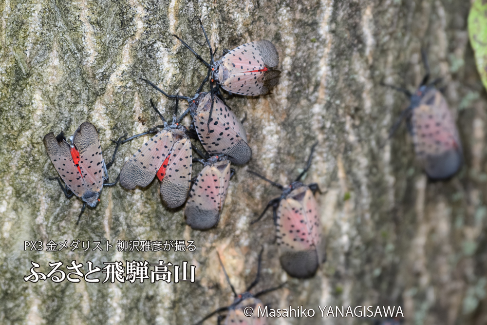 飛騨高山に棲むシタベニハゴロモの写真です。