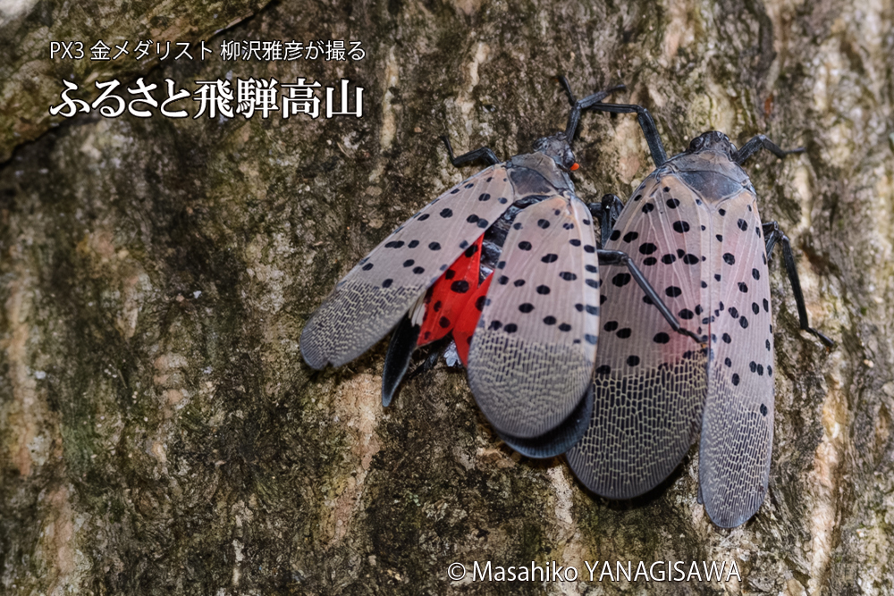 飛騨高山に棲むシタベニハゴロモの写真です。