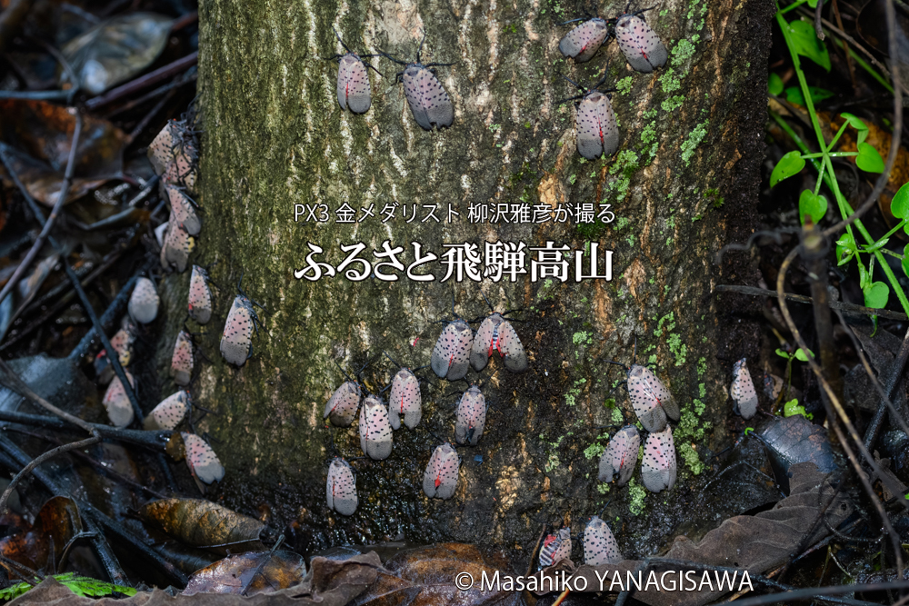 飛騨高山に棲むシタベニハゴロモの写真です。