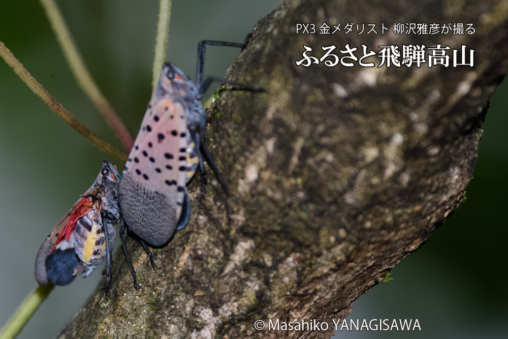 飛騨高山に棲む片翼のシタベニハゴロモの写真です。