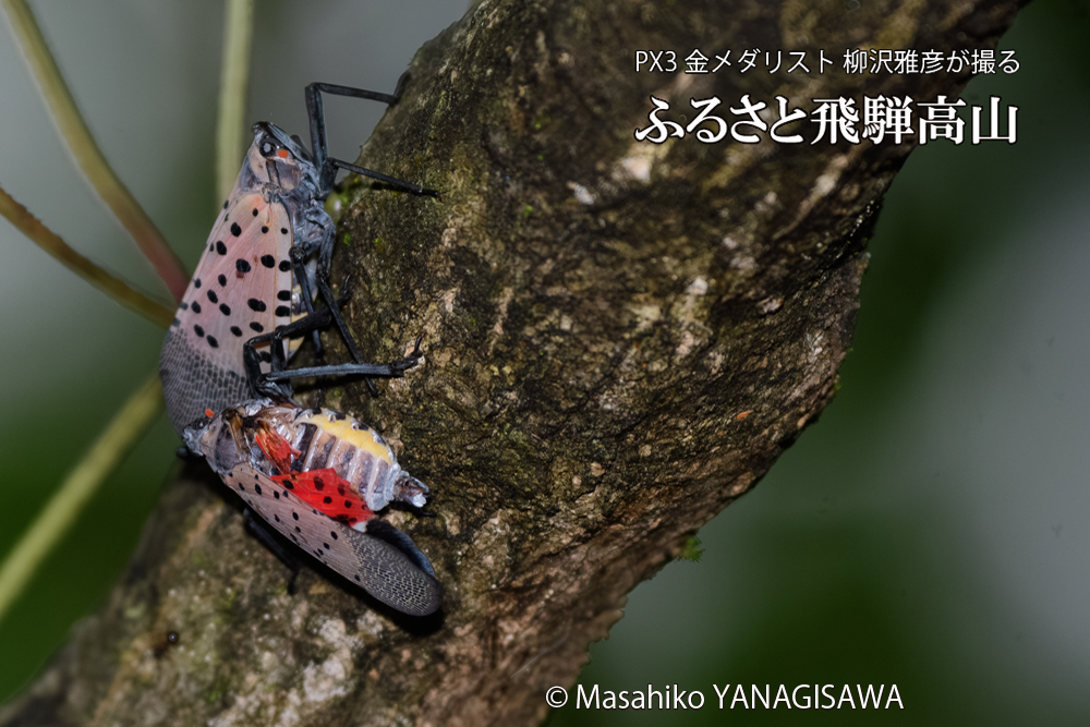 飛騨高山に棲む片翼のシタベニハゴロモの写真です。