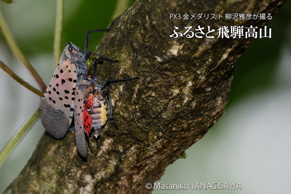 飛騨高山に棲む片翼のシタベニハゴロモの写真です。