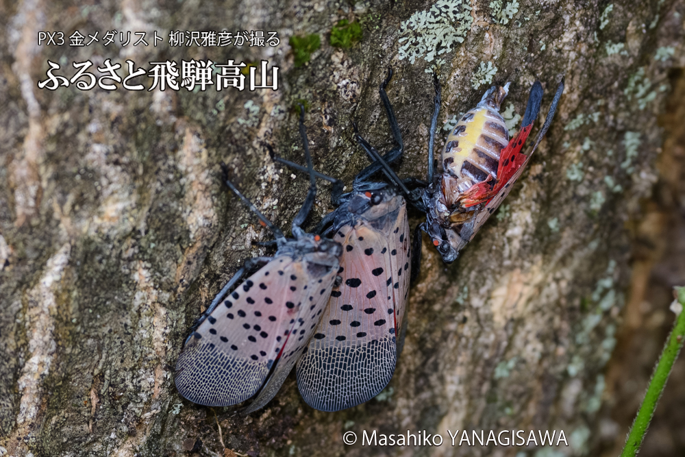 飛騨高山に棲む片翼のシタベニハゴロモの写真です。