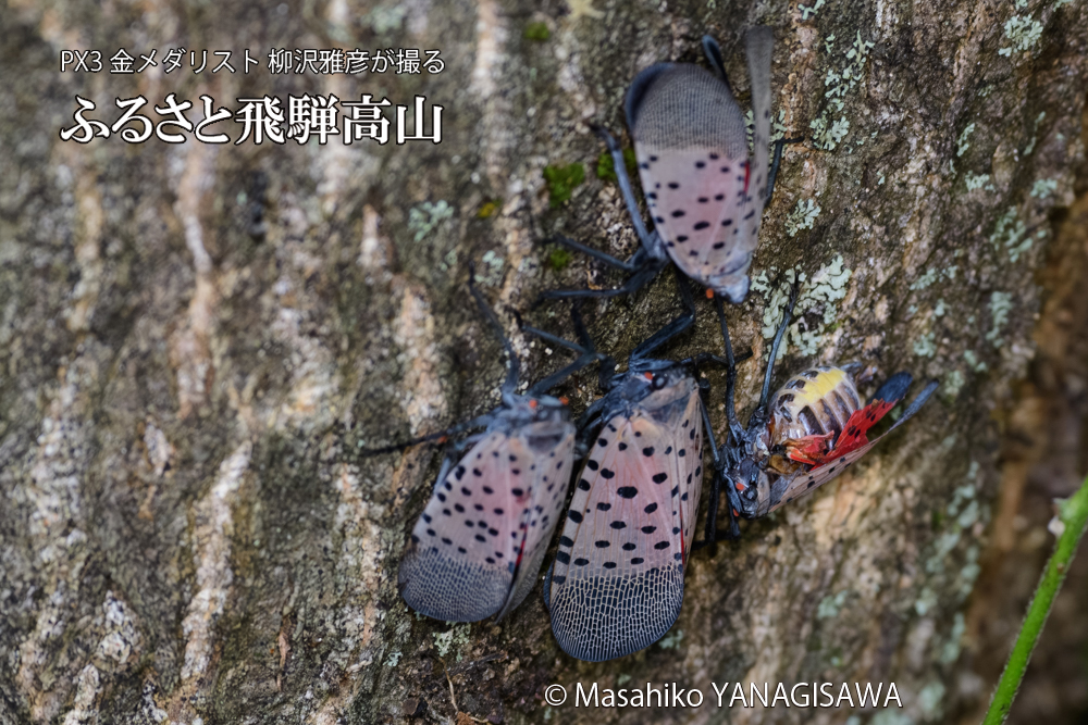 飛騨高山に棲む片翼のシタベニハゴロモの写真です。