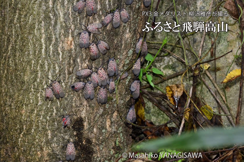 飛騨高山に棲む片翼のシタベニハゴロモの写真です。