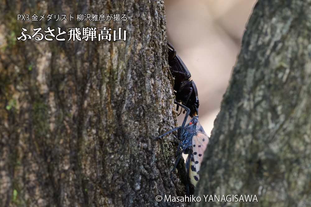 飛騨高山に棲むシタベニハゴロモとクワガタの写真です。
