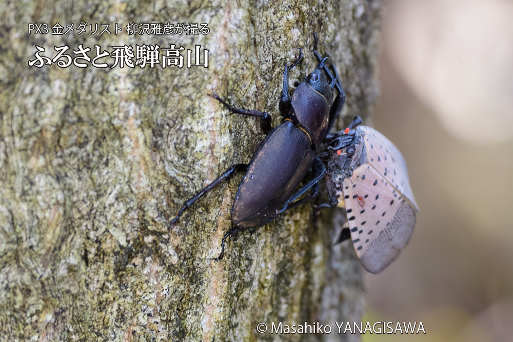 飛騨高山に棲むシタベニハゴロモとクワガタの写真です。