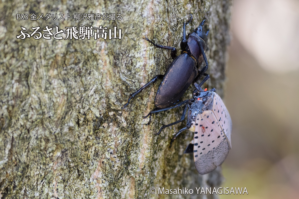 飛騨高山に棲むシタベニハゴロモとクワガタの写真です。