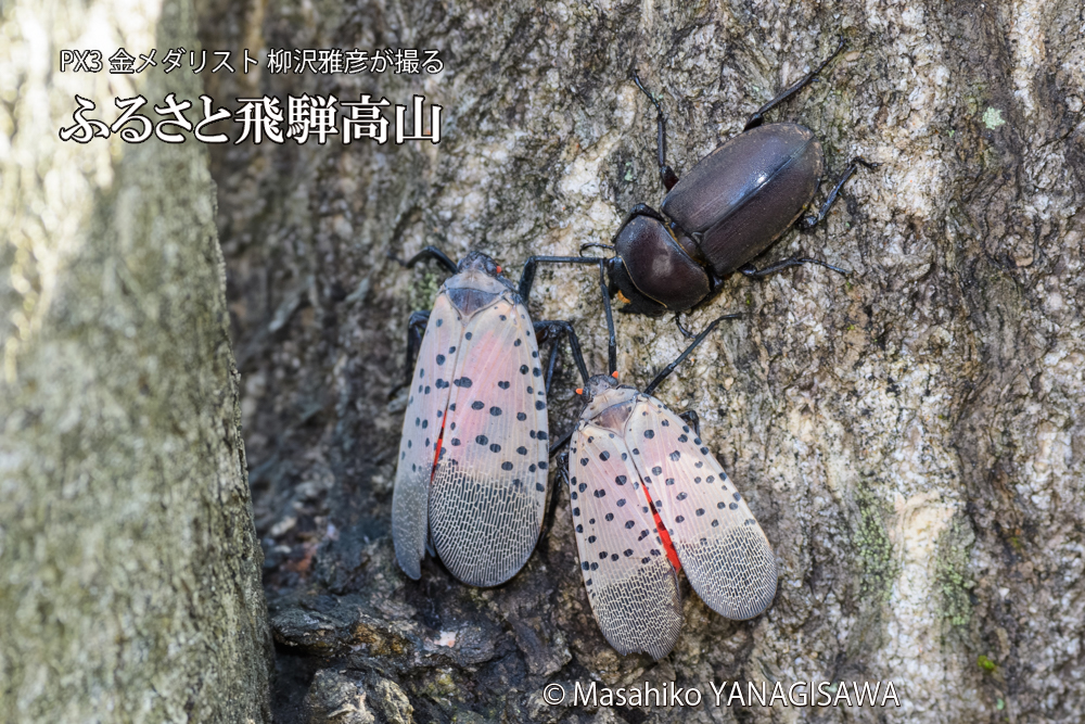 飛騨高山に棲むシタベニハゴロモとクワガタの写真です。