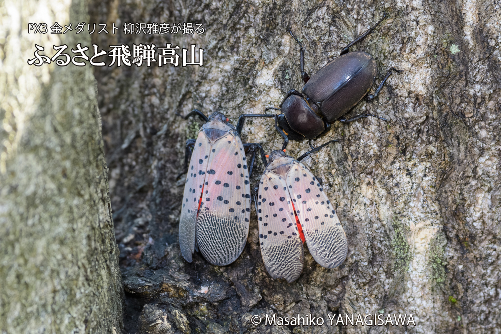 飛騨高山に棲むシタベニハゴロモとクワガタの写真です。