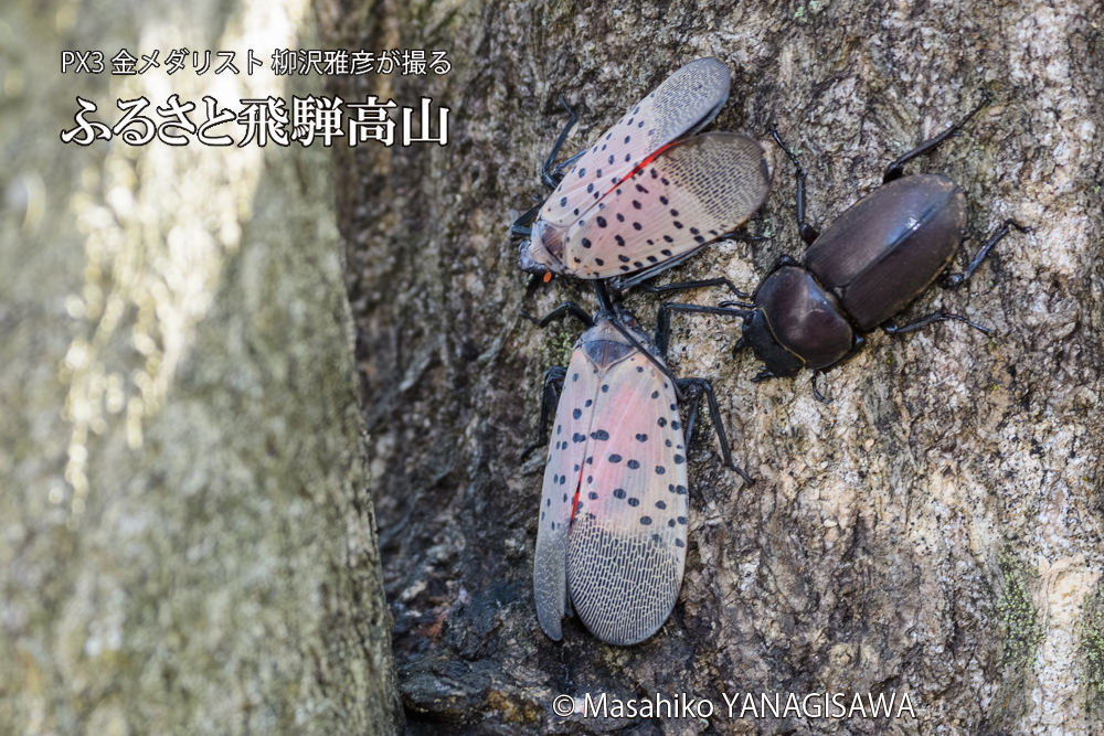 飛騨高山に棲むシタベニハゴロモとクワガタの写真です。