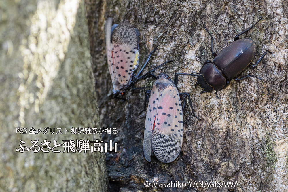 飛騨高山に棲むシタベニハゴロモとクワガタの写真です。
