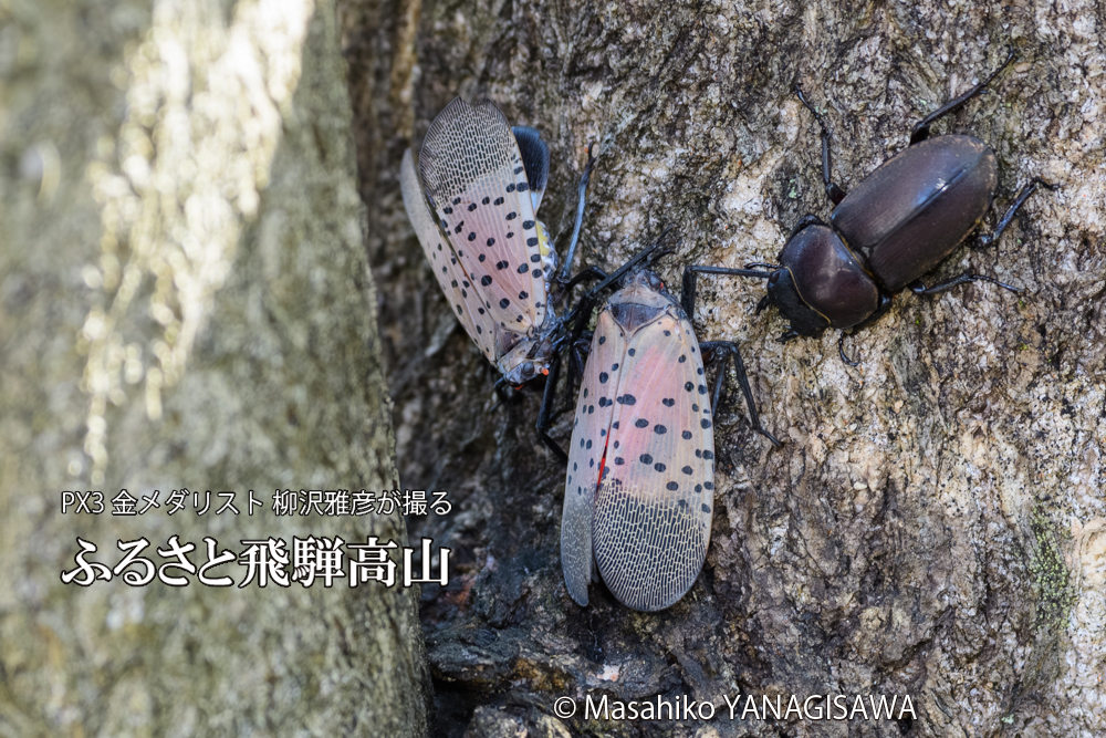飛騨高山に棲むシタベニハゴロモとクワガタの写真です。