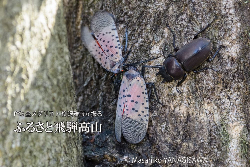 飛騨高山に棲むシタベニハゴロモとクワガタの写真です。