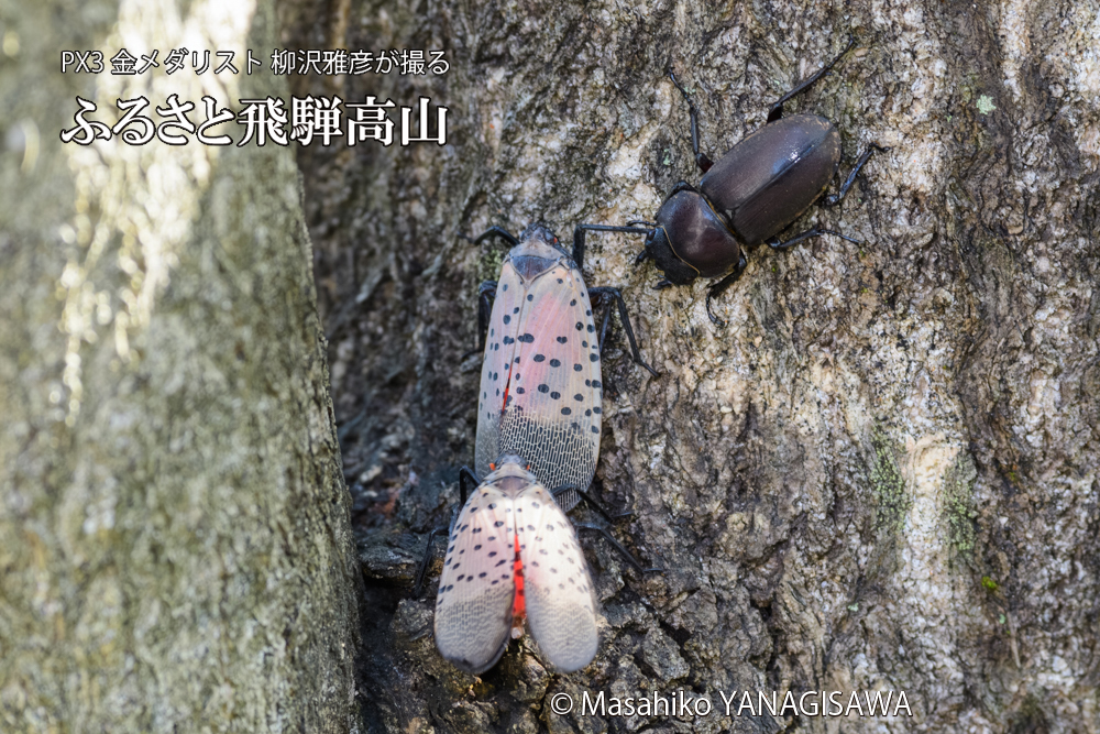 飛騨高山に棲むシタベニハゴロモとクワガタの写真です。