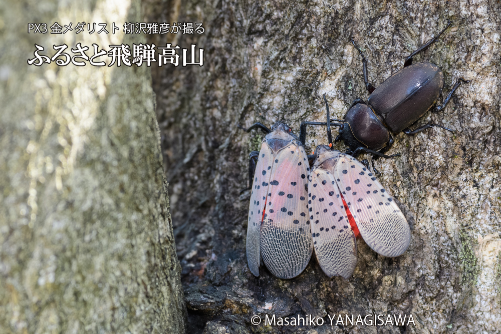 飛騨高山に棲むシタベニハゴロモとクワガタの写真です。