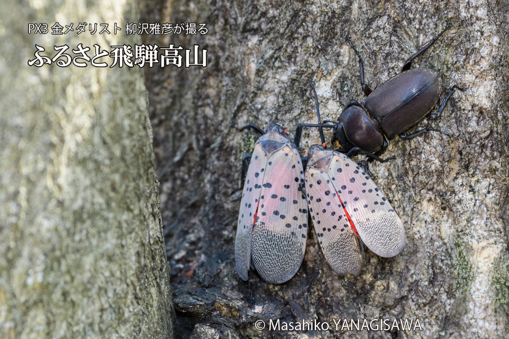 飛騨高山に棲むシタベニハゴロモとクワガタの写真です。