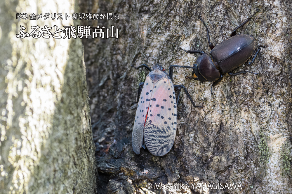 飛騨高山に棲むシタベニハゴロモとクワガタの写真です。