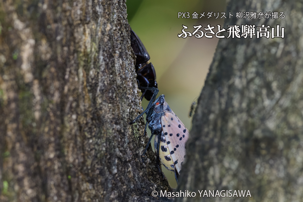 飛騨高山に棲むシタベニハゴロモとクワガタの写真です。