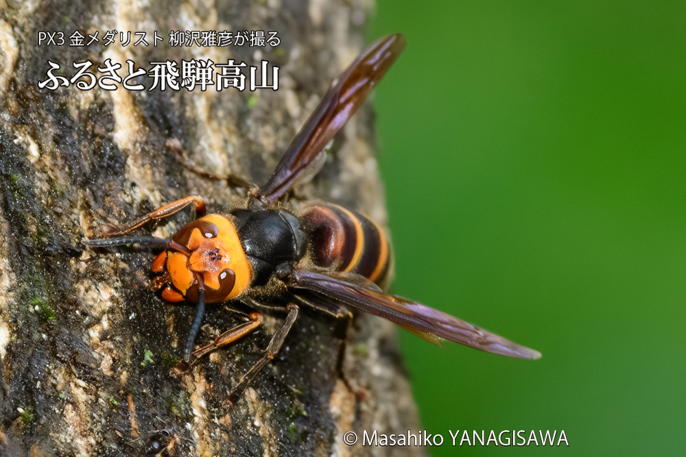 飛騨高山に棲むスズメバチの写真です。