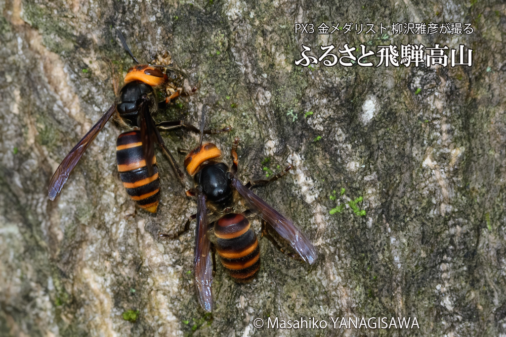 飛騨高山に棲むスズメバチの写真です。