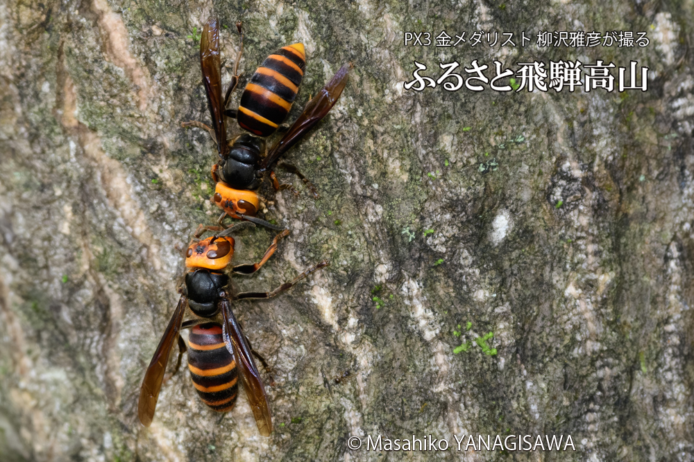 飛騨高山に棲むスズメバチの写真です。