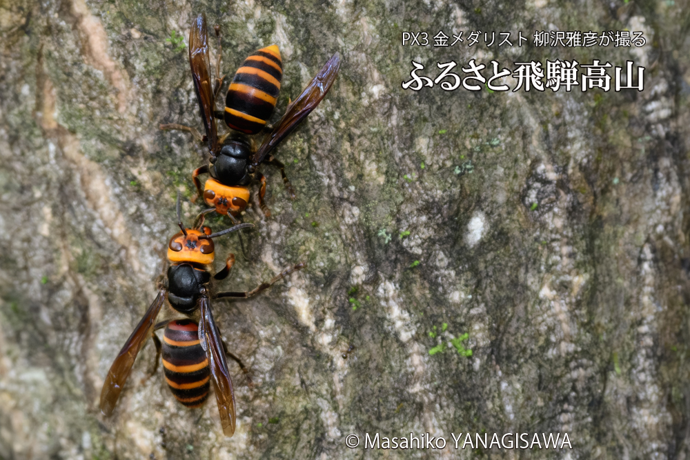 飛騨高山に棲むスズメバチの写真です。