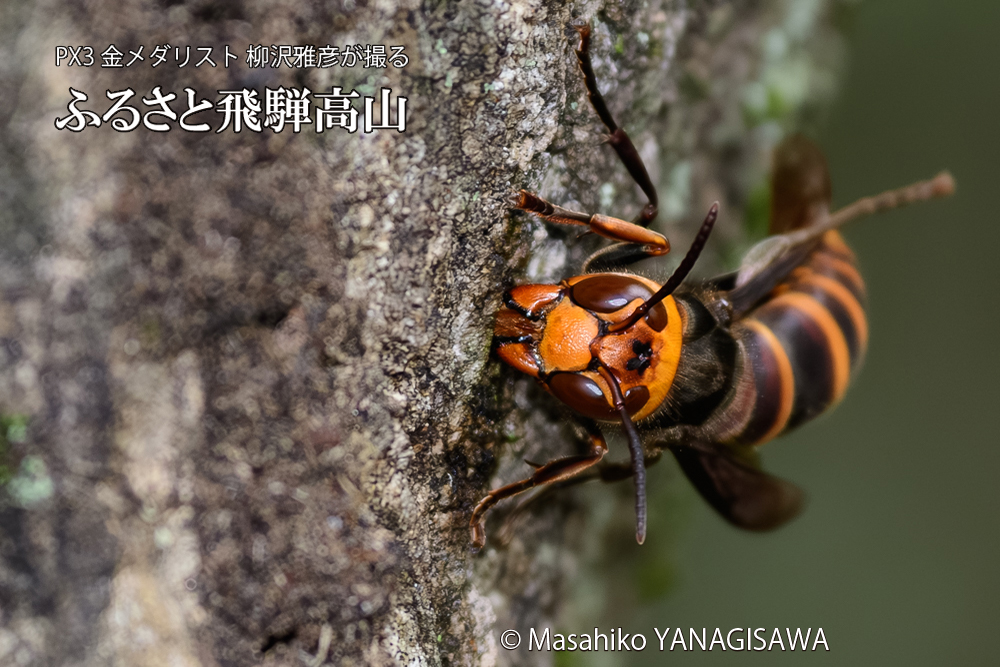 飛騨高山に棲むスズメバチの写真です。