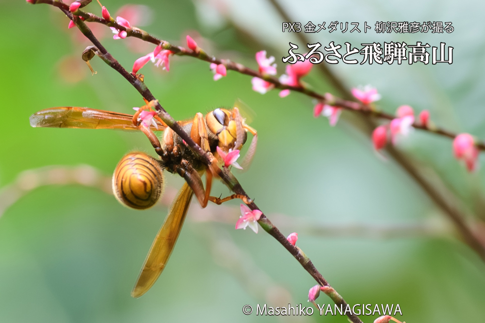 飛騨高山に棲むスズメバチの写真です。