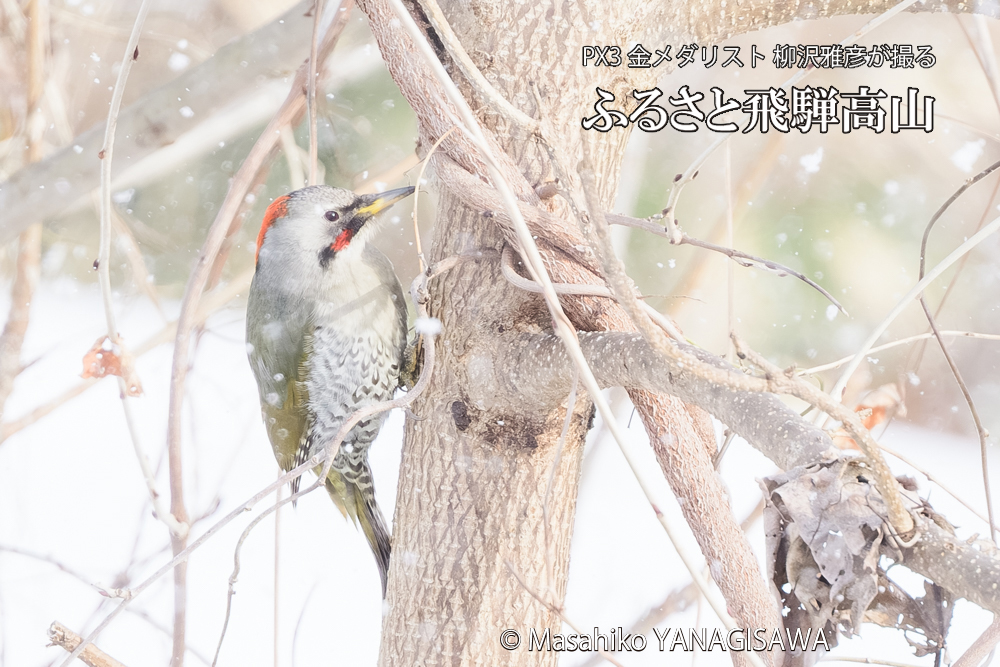飛騨高山に棲むアオゲラの写真です。