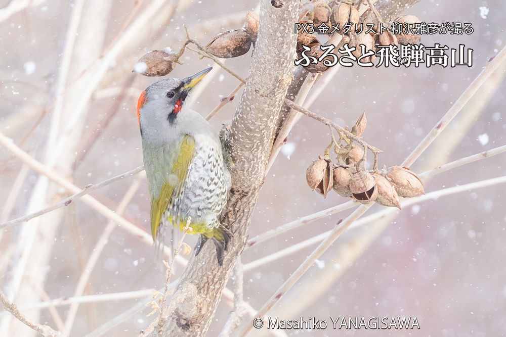 飛騨高山に棲むアオゲラの写真です。