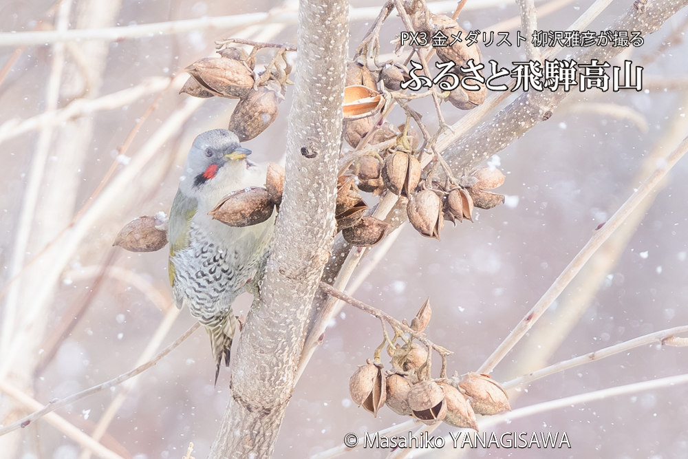 飛騨高山に棲むアオゲラの写真です。