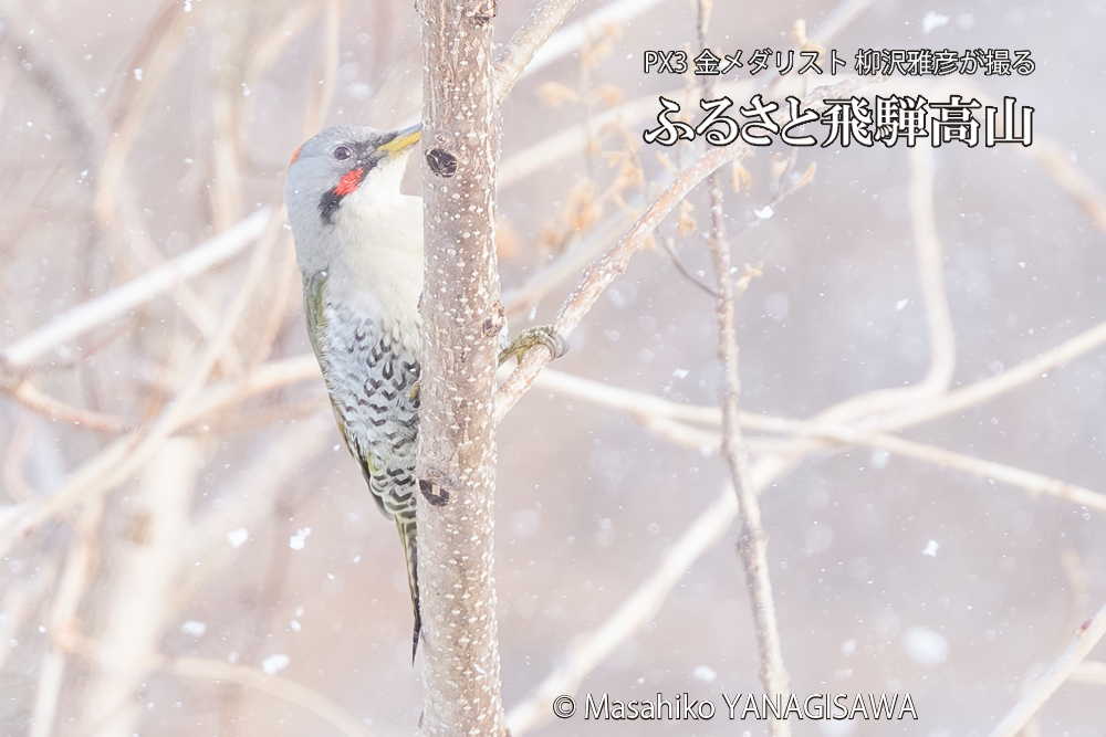 飛騨高山に棲むアオゲラの写真です。