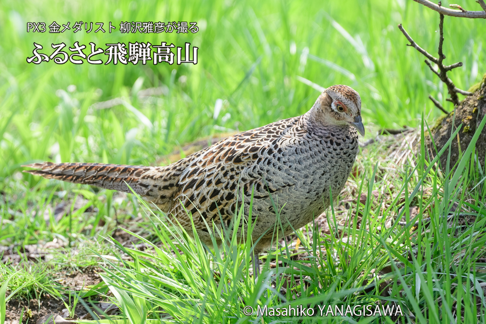 飛騨高山に棲むキジ雌の写真です。