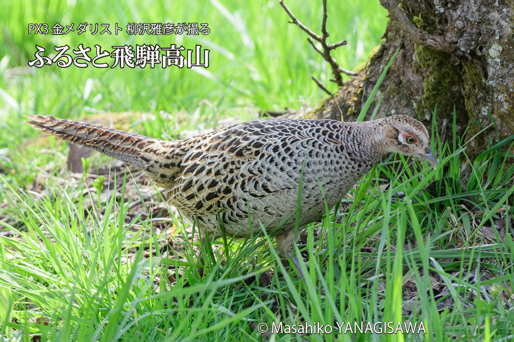 飛騨高山に棲むキジ雌の写真です。