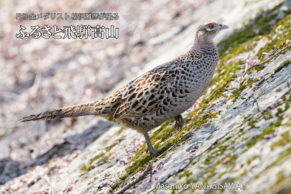 飛騨高山に棲むキジ雌の写真です。