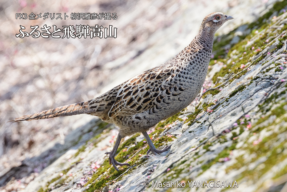 飛騨高山に棲むキジ雌の写真です。
