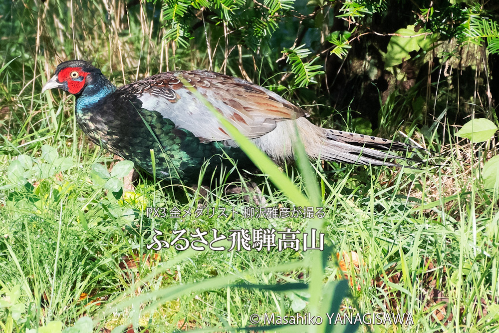 飛騨高山に棲むキジ雄の写真です。