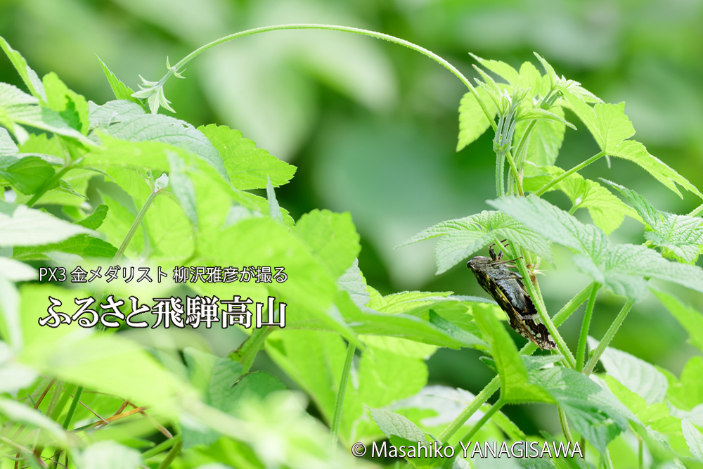 飛騨高山に棲むニイニイゼミの写真です。