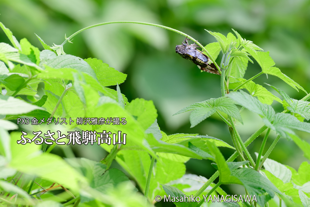 飛騨高山に棲むニイニイゼミの写真です。