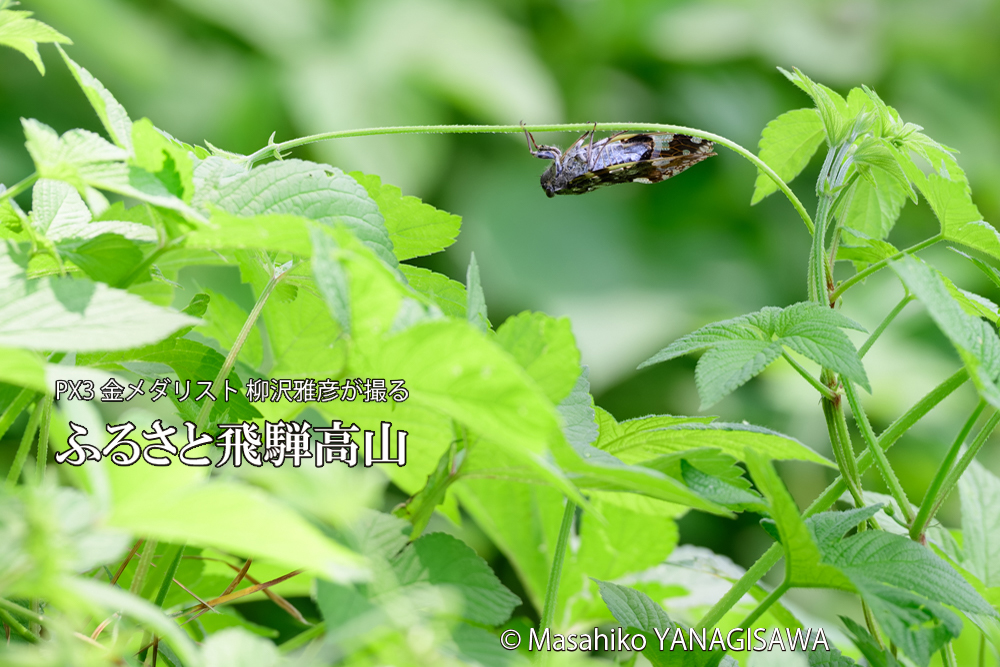 飛騨高山に棲むニイニイゼミの写真です。