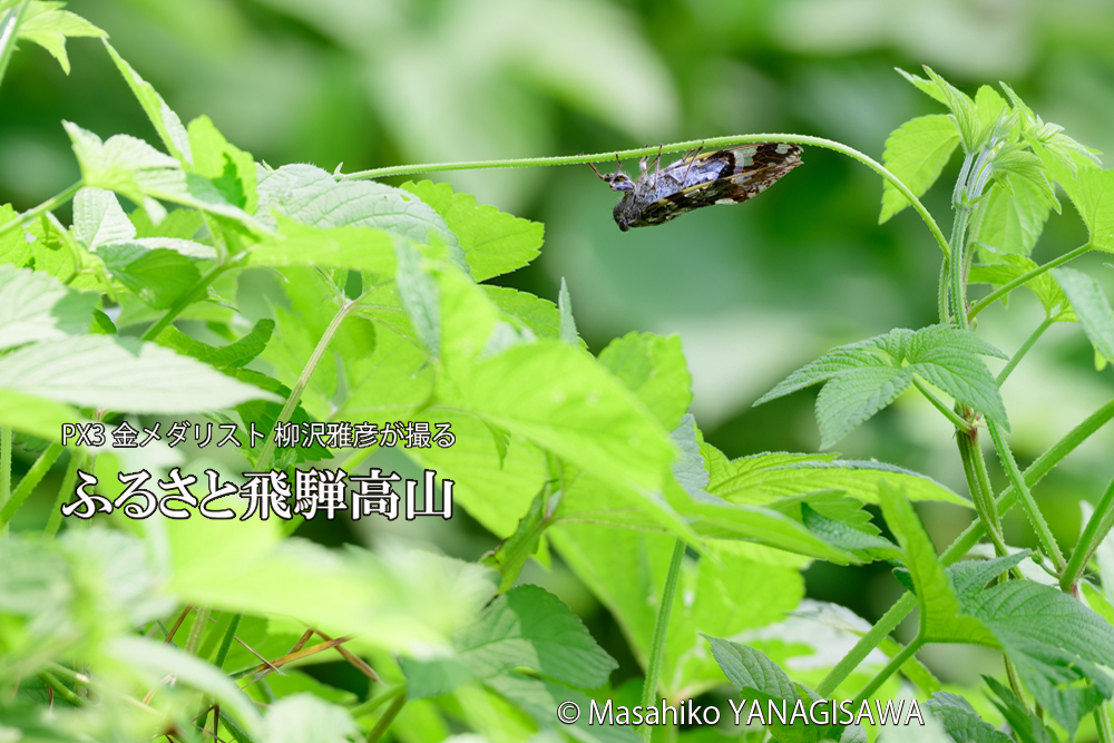 飛騨高山に棲むニイニイゼミの写真です。