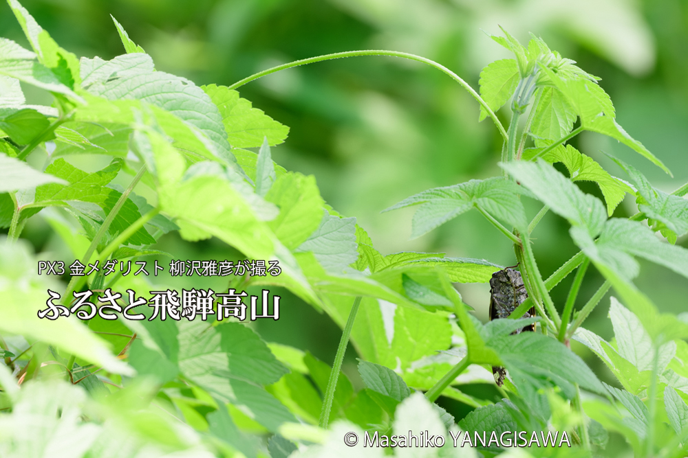 飛騨高山に棲むニイニイゼミの写真です。