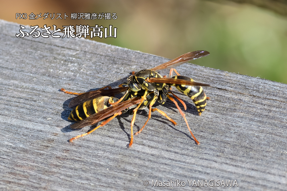 飛騨高山に棲むアシナガバチの写真です。