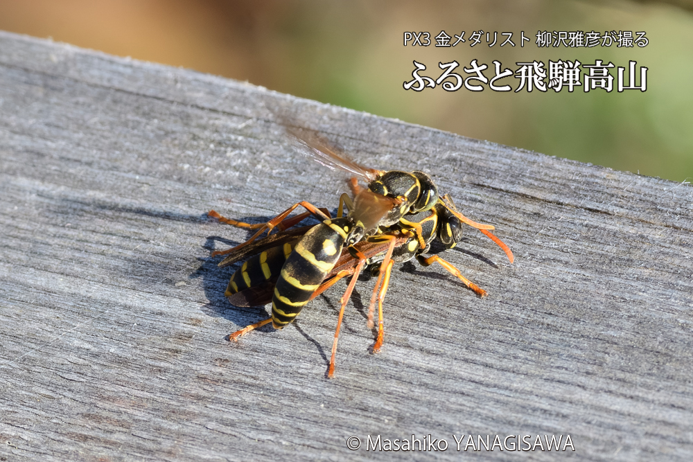 飛騨高山に棲むアシナガバチの写真です。