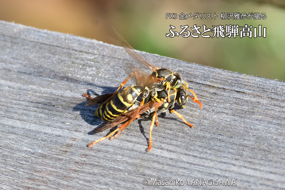 飛騨高山に棲むアシナガバチの写真です。