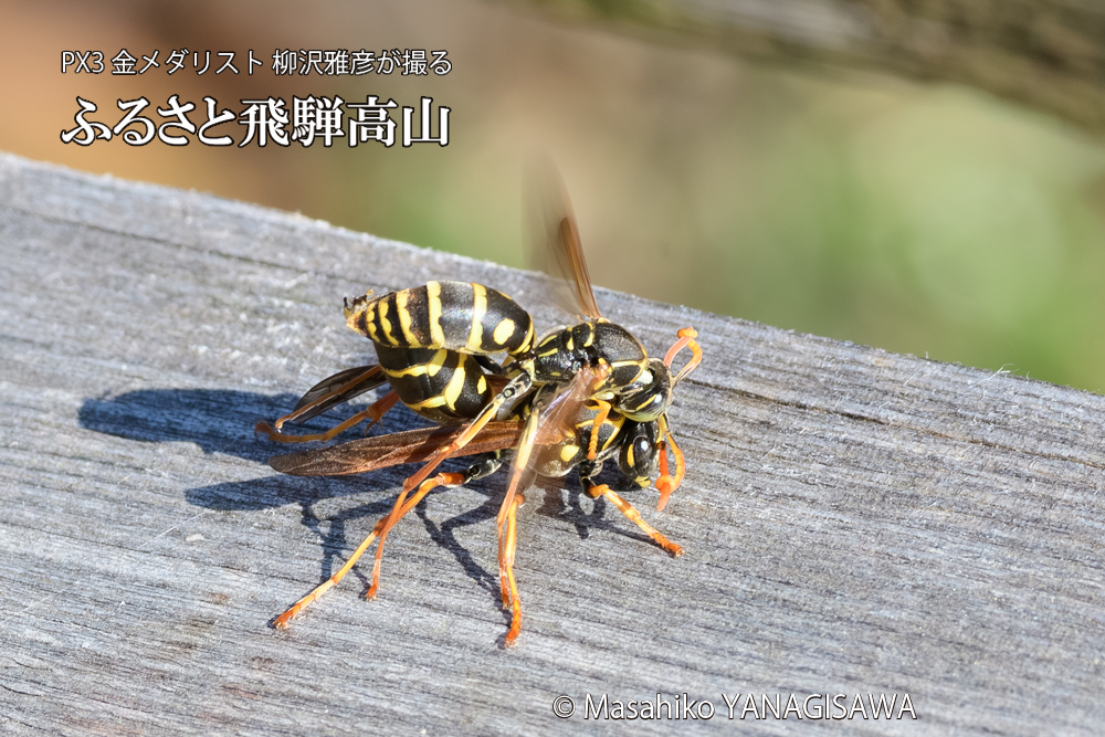 飛騨高山に棲むアシナガバチの写真です。