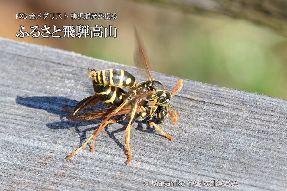 飛騨高山に棲むアシナガバチの写真です。