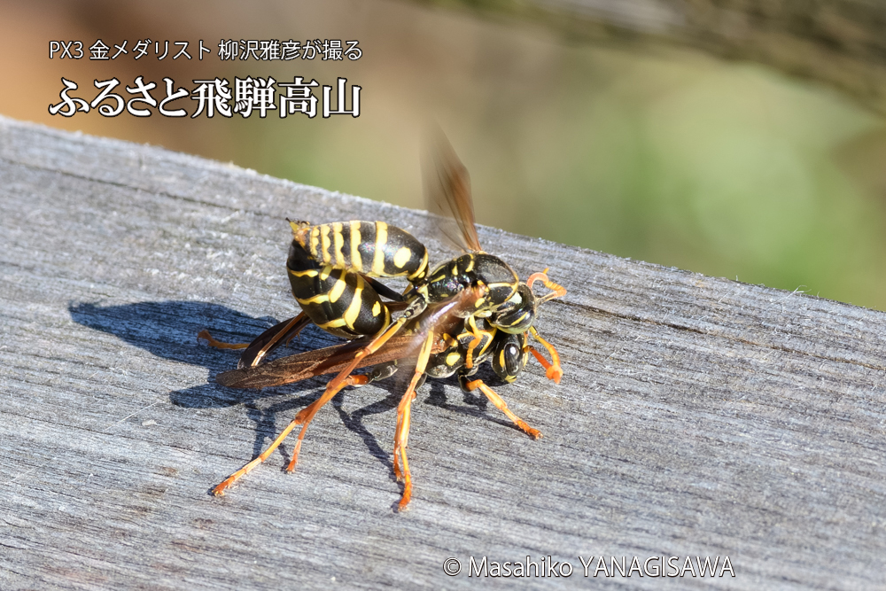 飛騨高山に棲むアシナガバチの写真です。