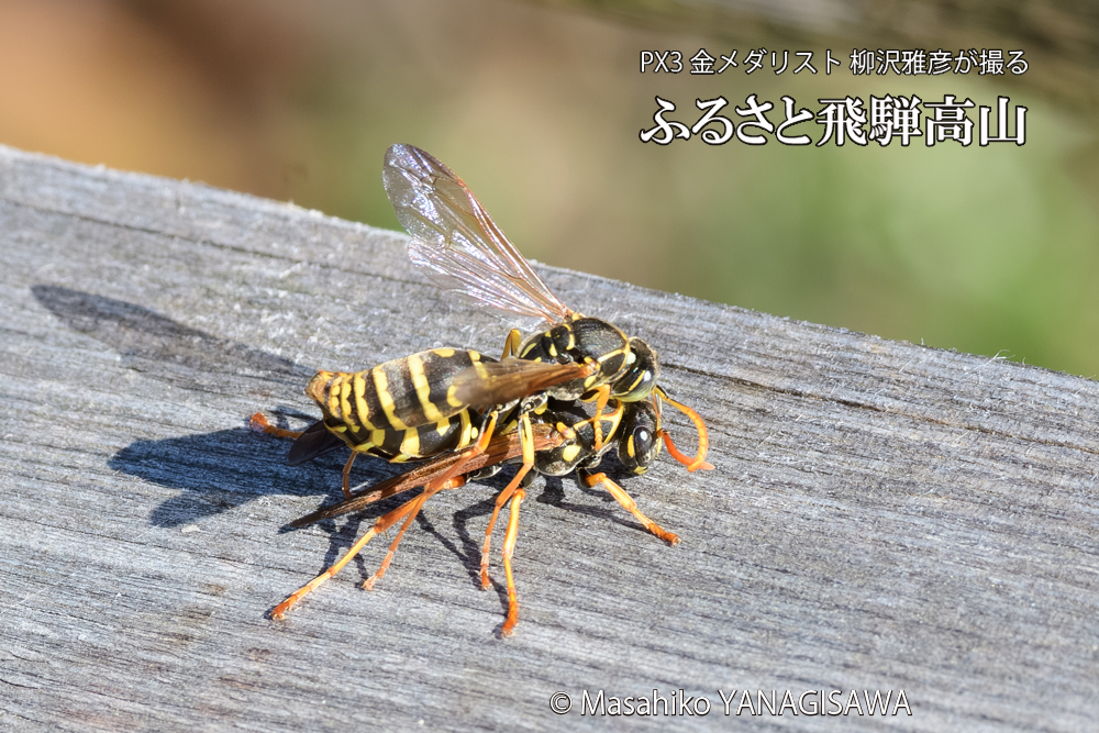 飛騨高山に棲むアシナガバチの写真です。